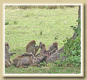 baboons in National Parks