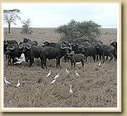 cape buffalos in the selous game reserve