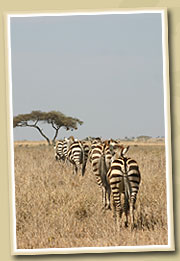 zebra crossing the serengeti national park