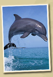 dolphins in zanzibar