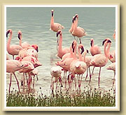 flamingos in lake manyara 