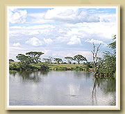 hippo pool in serengeti national park