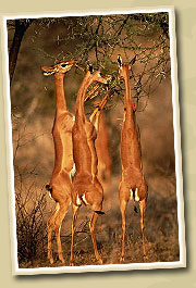 impalas in serengeti national park