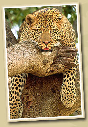 leopard in serengeti  national park