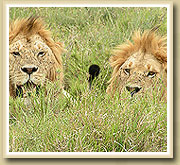 lions in ngorongoro crater